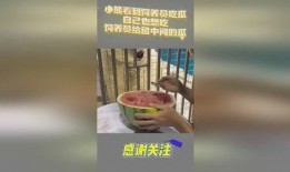 吃瓜小熊视频在线观看免费,揭秘热门视频幕后故事